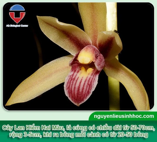 100+ Hình Ảnh Các Loại Lan Kiếm 2026 - Bạn Đã Xem Đủ Chưa? 100+ Hình Ảnh Các Loại Lan Kiếm 2026 - Bạn Đã Xem Đủ Chưa?