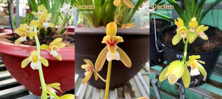 100+ Hình Ảnh Các Loại Lan Kiếm 2026 - Bạn Đã Xem Đủ Chưa? 100+ Hình Ảnh Các Loại Lan Kiếm 2026 - Bạn Đã Xem Đủ Chưa?
