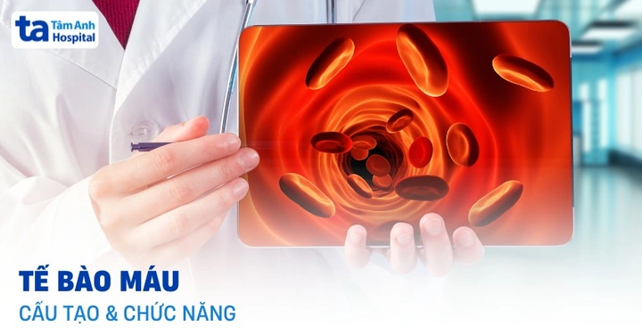 100+ Hình Ảnh Các Tế Bào Máu Đầy Màu Sắc & Độ Phân Giải Cao 2026 – Bạn Đã Sẵn Sàng Thấy Mọi Chi Tiết Nhỏ Nhặt?