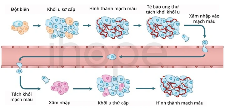 100+ Hình Ảnh Các Tế Bào Máu Đầy Màu Sắc & Độ Phân Giải Cao 2026 – Bạn Đã Sẵn Sàng Thấy Mọi Chi Tiết Nhỏ Nhặt?
