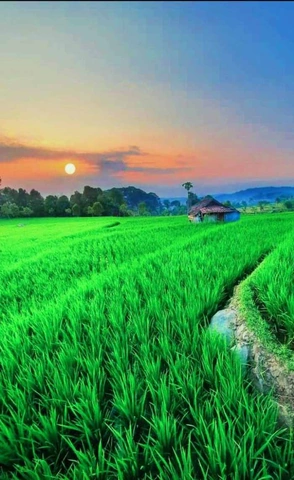 100+ Hình Ảnh Cánh Diều Quê Hương 2026 – Bộ Sưu Tập Độc Đáo, Sáng Tạo & Đầy Cảm Hứng