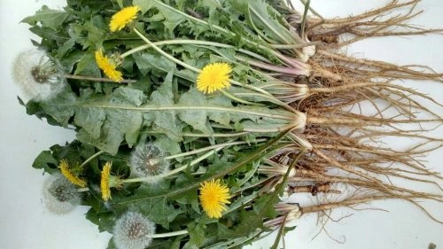 100+ Hình Ảnh Cây Bèo Nhật Bản 2026 – Bạn Đã Xem Đủ Chưa? 100+ Hình Ảnh Cây Bèo Nhật Bản 2026 – Bạn Đã Xem Đủ Chưa?