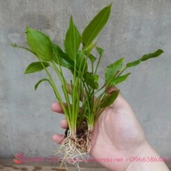 100+ Hình Ảnh Cây Bèo Nhật Bản 2026 – Bạn Đã Xem Đủ Chưa? 100+ Hình Ảnh Cây Bèo Nhật Bản 2026 – Bạn Đã Xem Đủ Chưa?