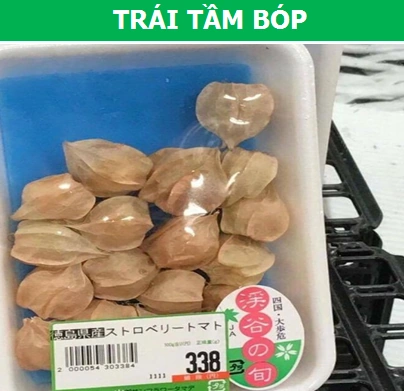 100+ Hình Ảnh Cây Bèo Nhật Bản 2026 – Bạn Đã Xem Đủ Chưa? 100+ Hình Ảnh Cây Bèo Nhật Bản 2026 – Bạn Đã Xem Đủ Chưa?
