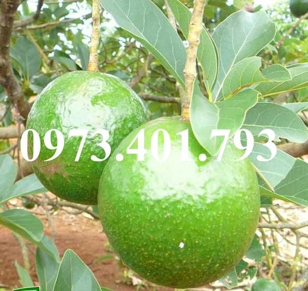 100+ Hình Ảnh Cây Bơ Booth 2026 – Tải Ngay, Sử Dụng Đa Năng? 100+ Hình Ảnh Cây Bơ Booth 2026 – Tải Ngay, Sử Dụng Đa Năng?