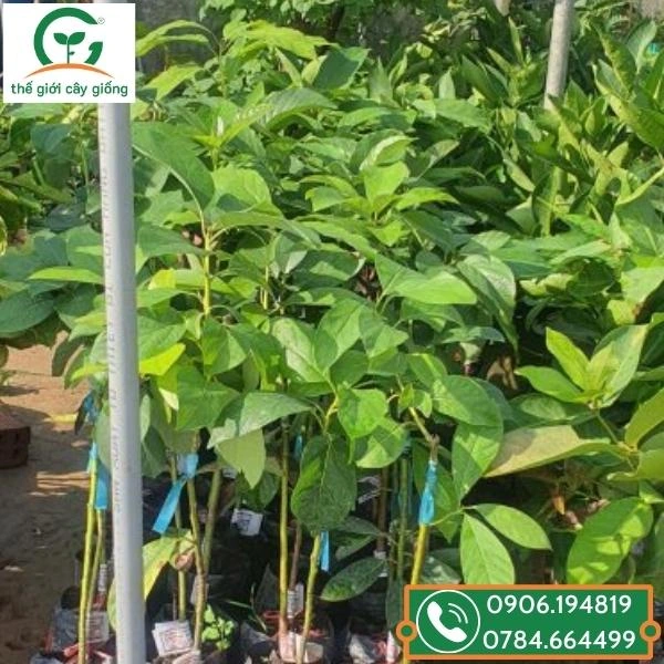 100+ Hình Ảnh Cây Bơ Booth 2026 – Tải Ngay, Sử Dụng Đa Năng? 100+ Hình Ảnh Cây Bơ Booth 2026 – Tải Ngay, Sử Dụng Đa Năng?