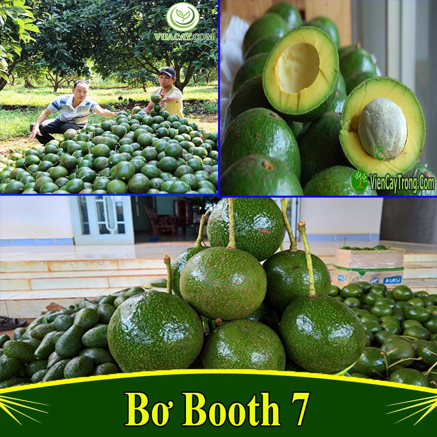 100+ Hình Ảnh Cây Bơ Booth 2026 – Tải Ngay, Sử Dụng Đa Năng? 100+ Hình Ảnh Cây Bơ Booth 2026 – Tải Ngay, Sử Dụng Đa Năng?