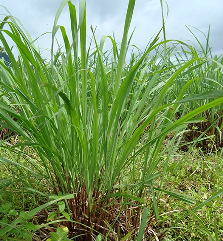100+ Hình Ảnh Cây Chu Sa 2026 - Bộ Sưu Tập Đẹp Nhất, Đầy Sắc Màu, Sẵn Sàng Tải Về