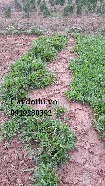 100+ Hình Ảnh Cây Cỏ Gừng 2026 – Bộ Sưu Tập Đẹp Nhất Cho Bạn? 100+ Hình Ảnh Cây Cỏ Gừng 2026 – Bộ Sưu Tập Đẹp Nhất Cho Bạn?