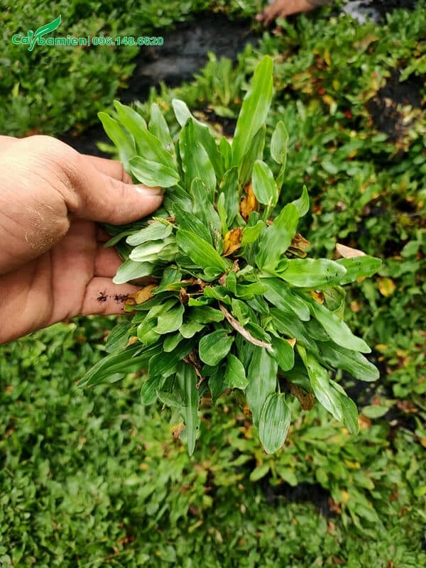 100+ Hình Ảnh Cây Cỏ Gừng 2026 – Bộ Sưu Tập Đẹp Nhất Cho Bạn? 100+ Hình Ảnh Cây Cỏ Gừng 2026 – Bộ Sưu Tập Đẹp Nhất Cho Bạn?