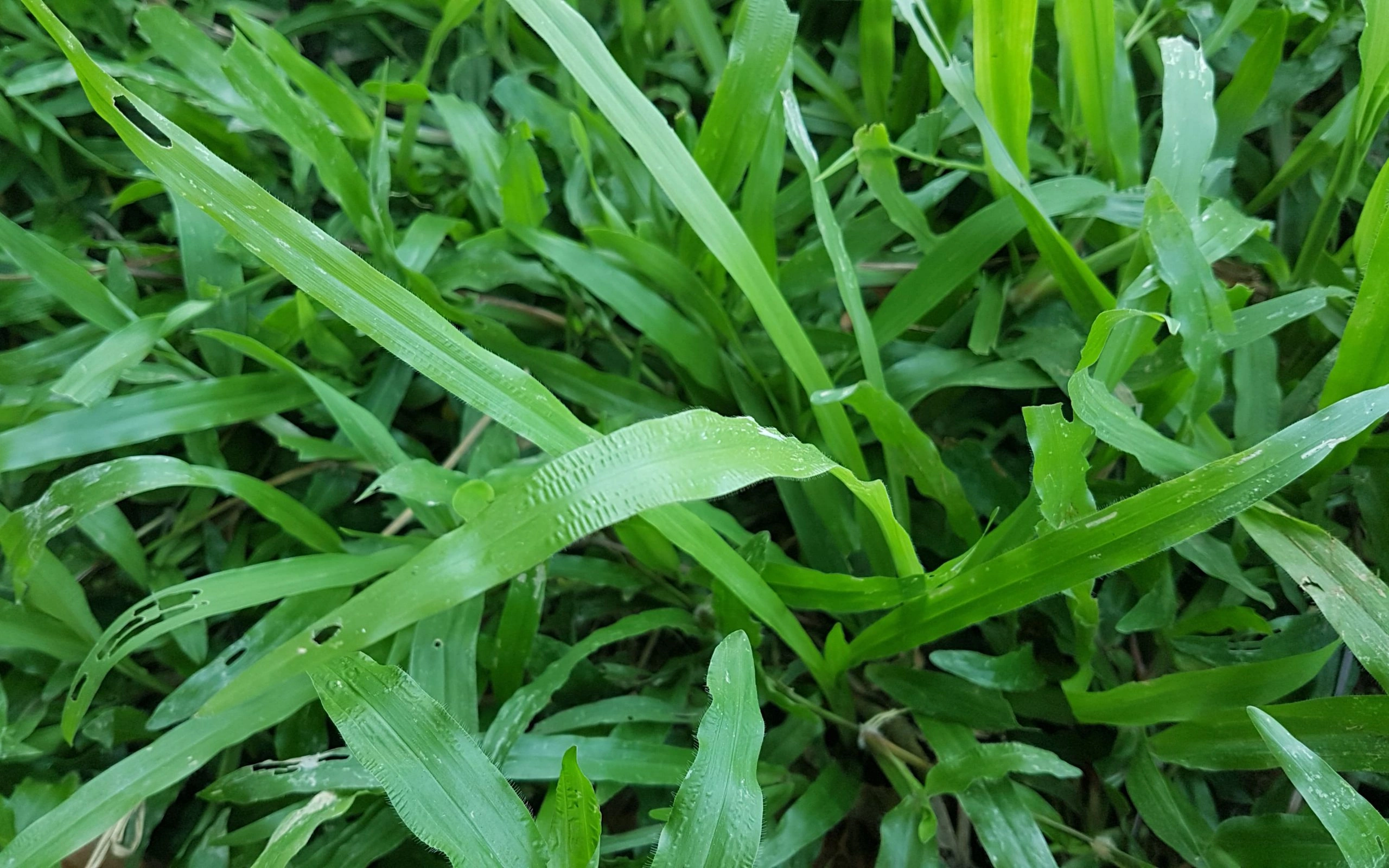 100+ Hình Ảnh Cây Cỏ Gừng 2026 – Bộ Sưu Tập Đẹp Nhất Cho Bạn? 100+ Hình Ảnh Cây Cỏ Gừng 2026 – Bộ Sưu Tập Đẹp Nhất Cho Bạn?