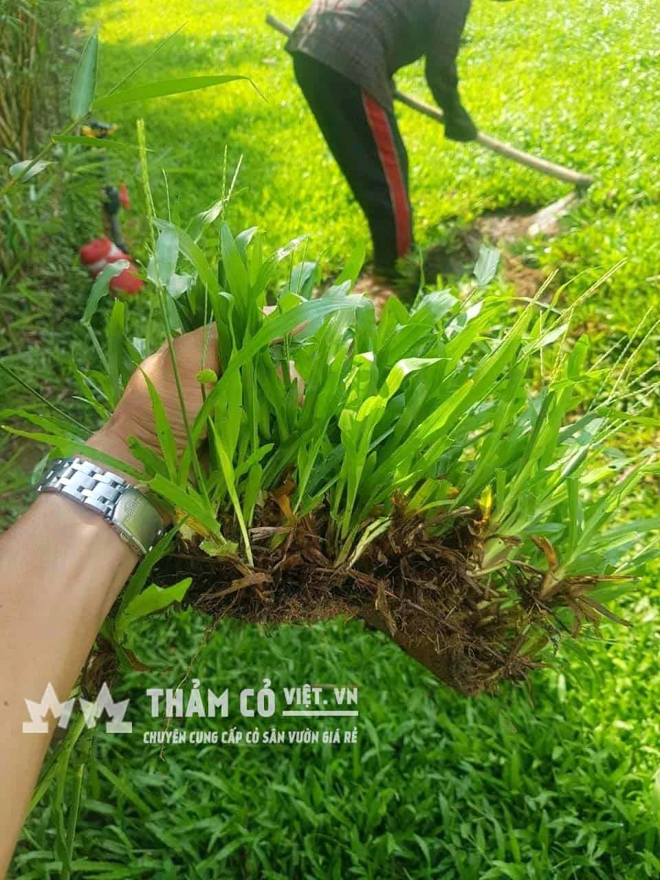 100+ Hình Ảnh Cây Cỏ Gừng 2026 – Bộ Sưu Tập Đẹp Nhất Cho Bạn? 100+ Hình Ảnh Cây Cỏ Gừng 2026 – Bộ Sưu Tập Đẹp Nhất Cho Bạn?