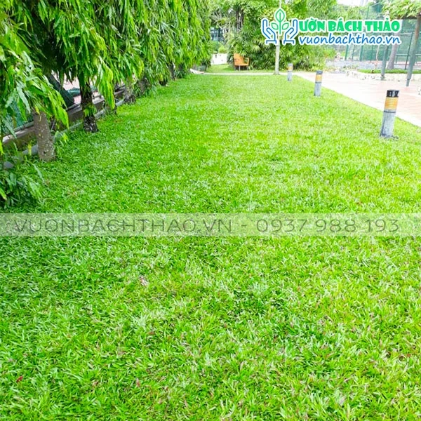 100+ Hình Ảnh Cây Cỏ Gừng 2026 – Bộ Sưu Tập Đẹp Nhất Cho Bạn? 100+ Hình Ảnh Cây Cỏ Gừng 2026 – Bộ Sưu Tập Đẹp Nhất Cho Bạn?