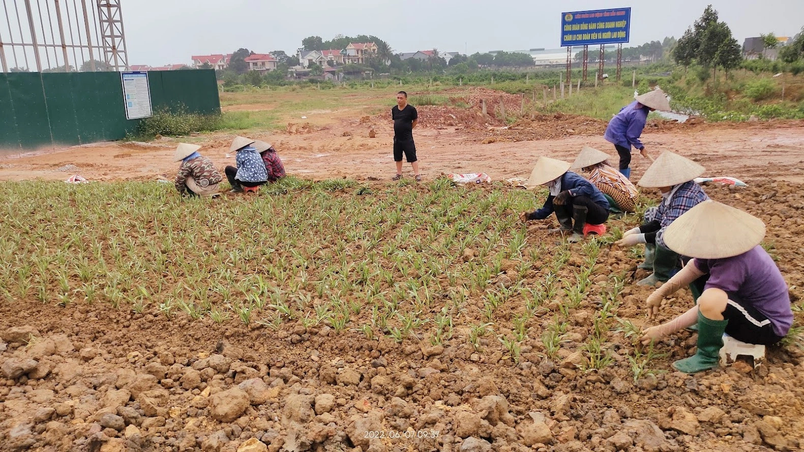 100+ Hình Ảnh Cây Cỏ Gừng 2026 – Bộ Sưu Tập Đẹp Nhất Cho Bạn? 100+ Hình Ảnh Cây Cỏ Gừng 2026 – Bộ Sưu Tập Đẹp Nhất Cho Bạn?