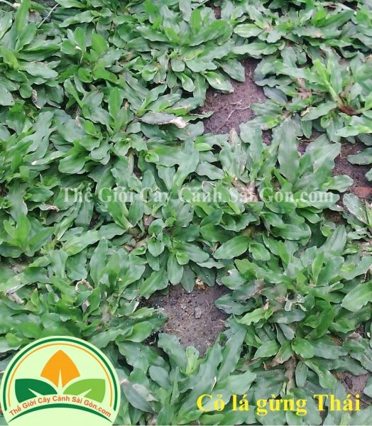 100+ Hình Ảnh Cây Cỏ Gừng 2026 – Bộ Sưu Tập Đẹp Nhất Cho Bạn? 100+ Hình Ảnh Cây Cỏ Gừng 2026 – Bộ Sưu Tập Đẹp Nhất Cho Bạn?