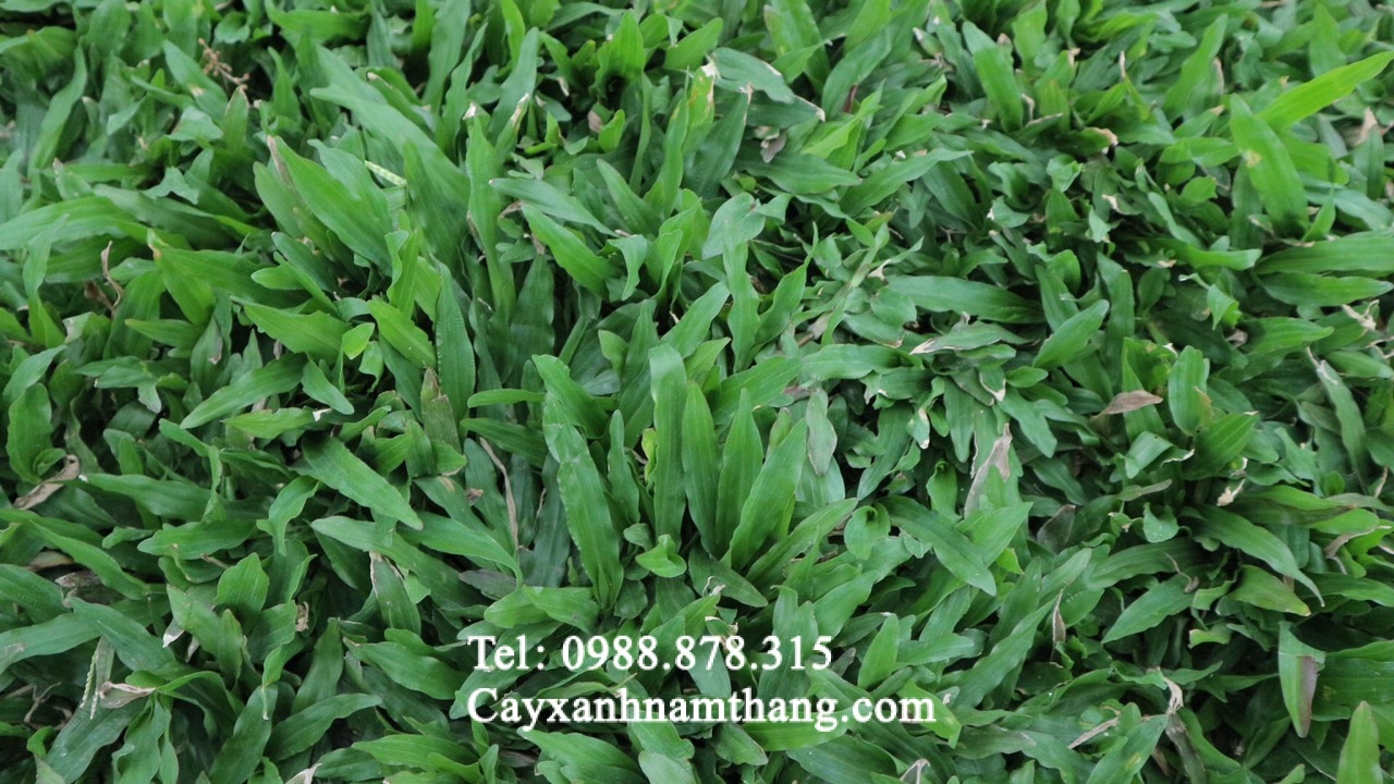 100+ Hình Ảnh Cây Cỏ Gừng 2026 – Bộ Sưu Tập Đẹp Nhất Cho Bạn? 100+ Hình Ảnh Cây Cỏ Gừng 2026 – Bộ Sưu Tập Đẹp Nhất Cho Bạn?
