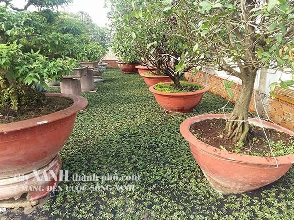 100+ Hình Ảnh Cây Cỏ Gừng 2026 – Bộ Sưu Tập Đẹp Nhất Cho Bạn? 100+ Hình Ảnh Cây Cỏ Gừng 2026 – Bộ Sưu Tập Đẹp Nhất Cho Bạn?