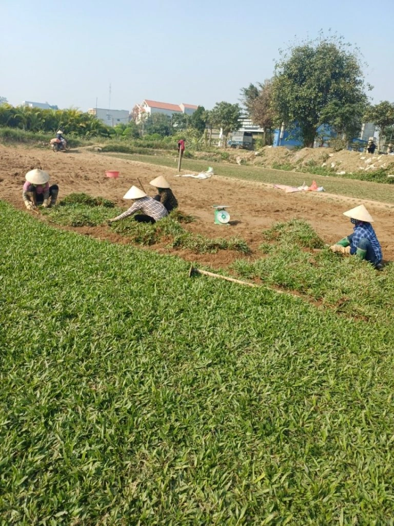 100+ Hình Ảnh Cây Cỏ Gừng 2026 – Bộ Sưu Tập Đẹp Nhất Cho Bạn? 100+ Hình Ảnh Cây Cỏ Gừng 2026 – Bộ Sưu Tập Đẹp Nhất Cho Bạn?