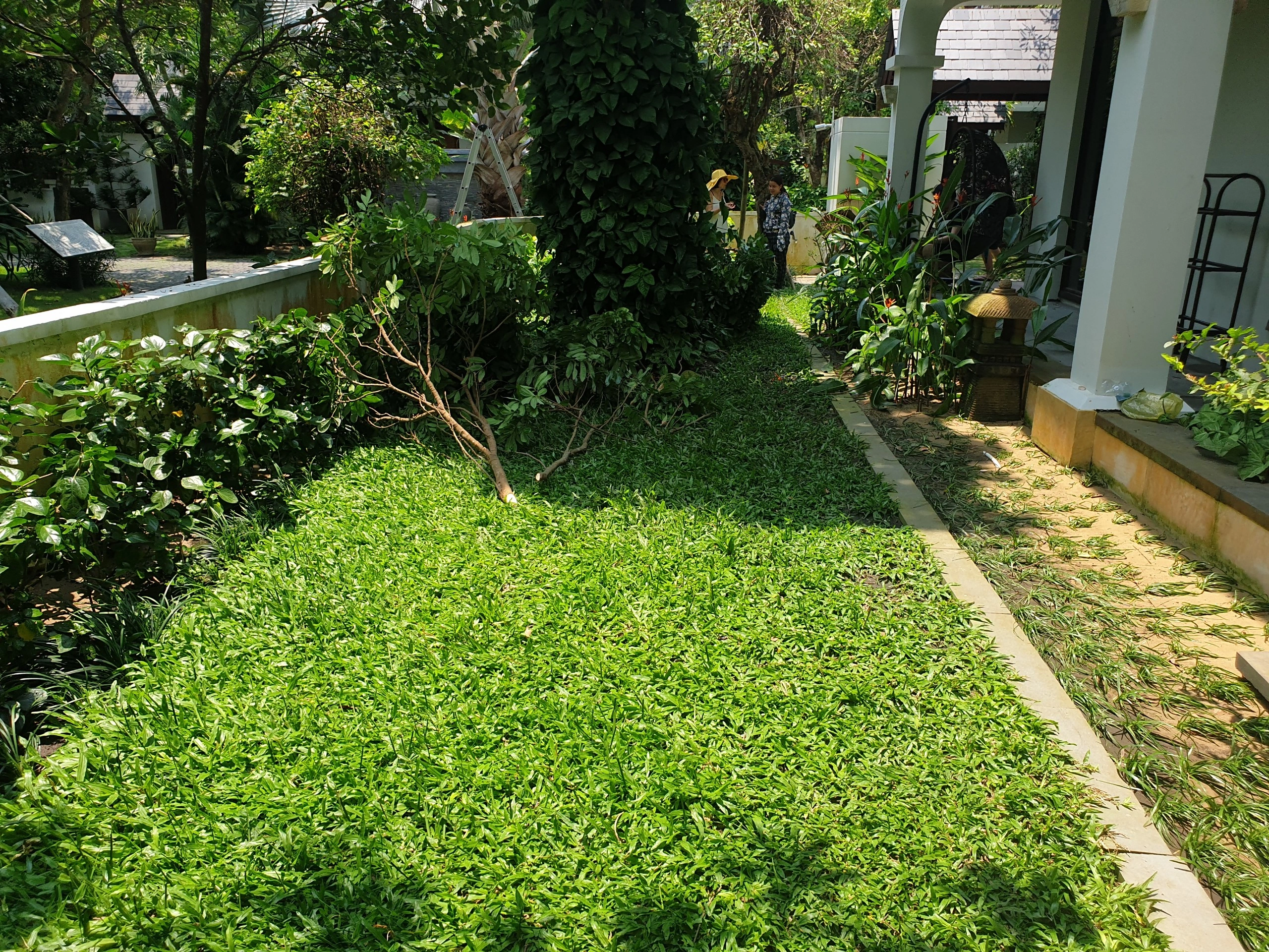 100+ Hình Ảnh Cây Cỏ Gừng 2026 – Bộ Sưu Tập Đẹp Nhất Cho Bạn? 100+ Hình Ảnh Cây Cỏ Gừng 2026 – Bộ Sưu Tập Đẹp Nhất Cho Bạn?