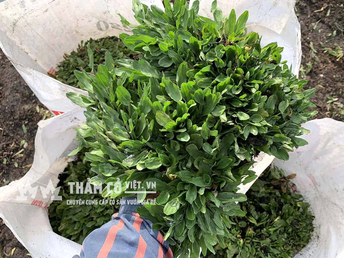 100+ Hình Ảnh Cây Cỏ Gừng 2026 – Bộ Sưu Tập Đẹp Nhất Cho Bạn? 100+ Hình Ảnh Cây Cỏ Gừng 2026 – Bộ Sưu Tập Đẹp Nhất Cho Bạn?