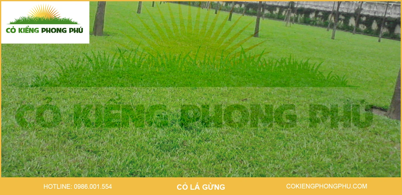 100+ Hình Ảnh Cây Cỏ Gừng 2026 – Bộ Sưu Tập Đẹp Nhất Cho Bạn? 100+ Hình Ảnh Cây Cỏ Gừng 2026 – Bộ Sưu Tập Đẹp Nhất Cho Bạn?