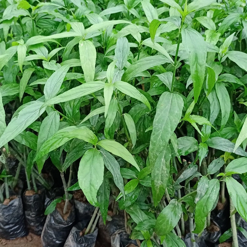 100+ Hình Ảnh Cây Con Khỉ Siêu Đẹp 2026 – Bạn Đã Xem Chưa?