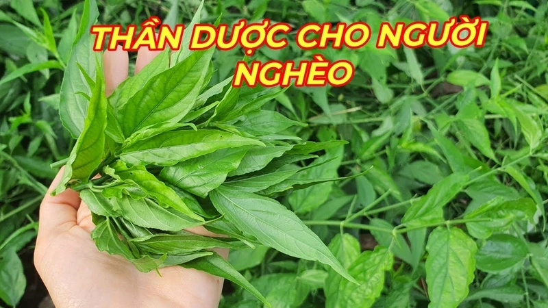 100+ Hình Ảnh Cây Con Khỉ Siêu Đẹp 2026 – Bạn Đã Xem Chưa?