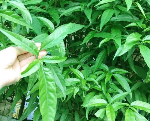 100+ Hình Ảnh Cây Con Khỉ Siêu Đẹp 2026 – Bạn Đã Xem Chưa?