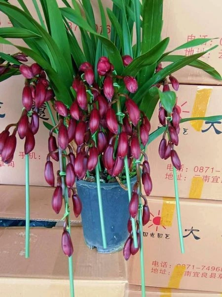 100+ Hình Ảnh Cây Địa Lan 2026 – Bộ Sưu Tập Đẹp Nhất, Đầy Đủ Chủ Đề, Đã Sẵn Sàng Cho Bạn Tải Về 100+ Hình Ảnh Cây Địa Lan 2026 – Bộ Sưu Tập Đẹp Nhất, Đầy Đủ Chủ Đề, Đã Sẵn Sàng Cho Bạn Tải Về