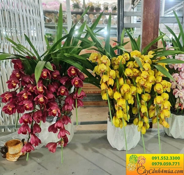 100+ Hình Ảnh Cây Địa Lan 2026 – Bộ Sưu Tập Đẹp Nhất, Đầy Đủ Chủ Đề, Đã Sẵn Sàng Cho Bạn Tải Về 100+ Hình Ảnh Cây Địa Lan 2026 – Bộ Sưu Tập Đẹp Nhất, Đầy Đủ Chủ Đề, Đã Sẵn Sàng Cho Bạn Tải Về