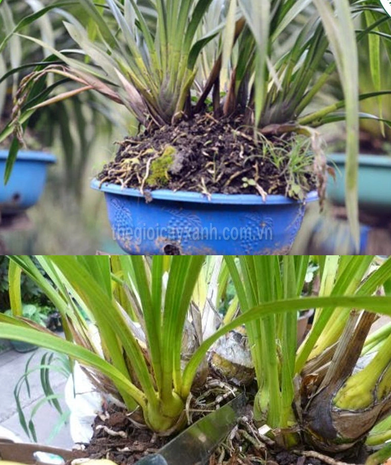100+ Hình Ảnh Cây Địa Lan 2026 – Bộ Sưu Tập Đẹp Nhất, Đầy Đủ Chủ Đề, Đã Sẵn Sàng Cho Bạn Tải Về 100+ Hình Ảnh Cây Địa Lan 2026 – Bộ Sưu Tập Đẹp Nhất, Đầy Đủ Chủ Đề, Đã Sẵn Sàng Cho Bạn Tải Về
