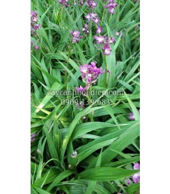 100+ Hình Ảnh Cây Địa Lan 2026 – Bộ Sưu Tập Đẹp Nhất, Đầy Đủ Chủ Đề, Đã Sẵn Sàng Cho Bạn Tải Về 100+ Hình Ảnh Cây Địa Lan 2026 – Bộ Sưu Tập Đẹp Nhất, Đầy Đủ Chủ Đề, Đã Sẵn Sàng Cho Bạn Tải Về