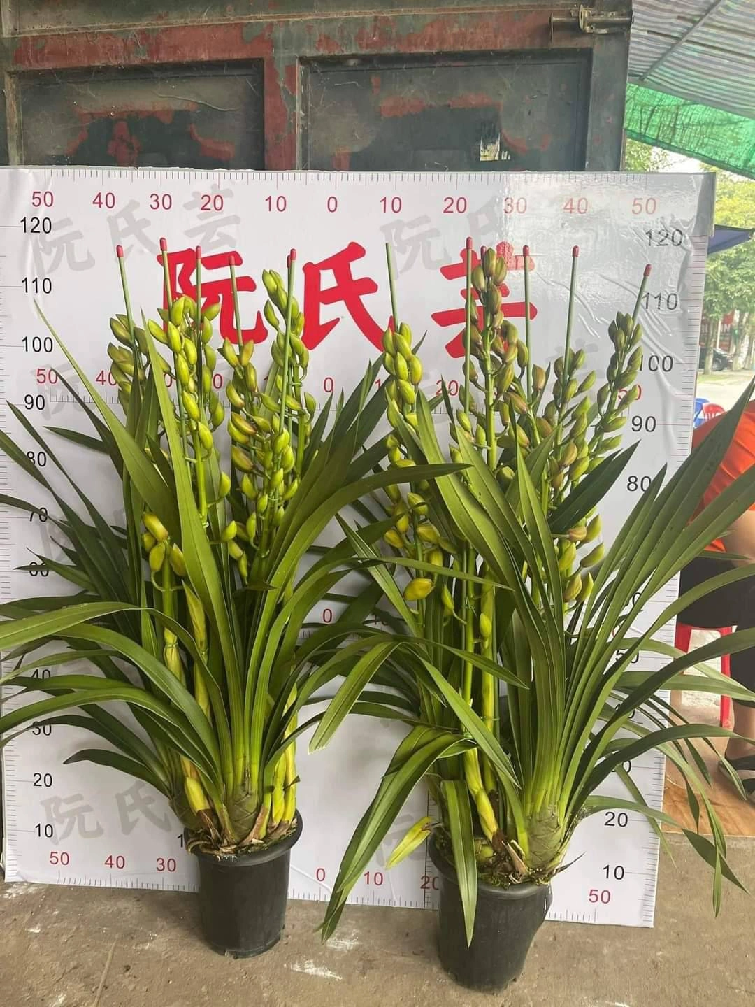 100+ Hình Ảnh Cây Địa Lan 2026 – Bộ Sưu Tập Đẹp Nhất, Đầy Đủ Chủ Đề, Đã Sẵn Sàng Cho Bạn Tải Về 100+ Hình Ảnh Cây Địa Lan 2026 – Bộ Sưu Tập Đẹp Nhất, Đầy Đủ Chủ Đề, Đã Sẵn Sàng Cho Bạn Tải Về