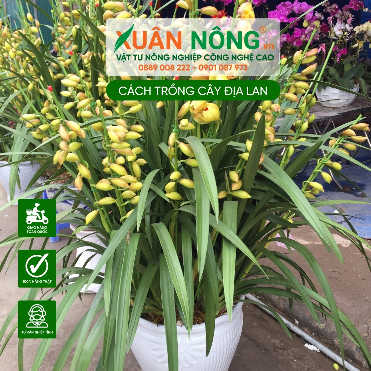 100+ Hình Ảnh Cây Địa Lan 2026 – Bộ Sưu Tập Đẹp Nhất, Đầy Đủ Chủ Đề, Đã Sẵn Sàng Cho Bạn Tải Về 100+ Hình Ảnh Cây Địa Lan 2026 – Bộ Sưu Tập Đẹp Nhất, Đầy Đủ Chủ Đề, Đã Sẵn Sàng Cho Bạn Tải Về