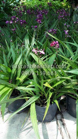 100+ Hình Ảnh Cây Địa Lan 2026 – Bộ Sưu Tập Đẹp Nhất, Đầy Đủ Chủ Đề, Đã Sẵn Sàng Cho Bạn Tải Về 100+ Hình Ảnh Cây Địa Lan 2026 – Bộ Sưu Tập Đẹp Nhất, Đầy Đủ Chủ Đề, Đã Sẵn Sàng Cho Bạn Tải Về