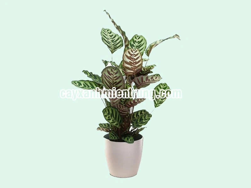 100+ Hình Ảnh Cây Đuôi Công 2026 – Bộ Sưu Tập Đẹp, Siêu Hd, Tải Miễn Phí 100+ Hình Ảnh Cây Đuôi Công 2026 – Bộ Sưu Tập Đẹp, Siêu Hd, Tải Miễn Phí