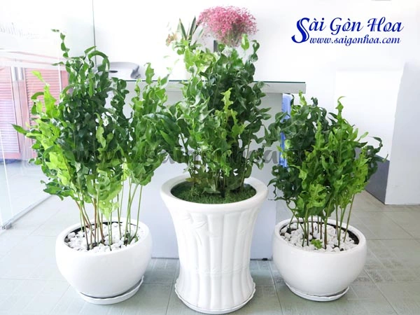 100+ Hình Ảnh Cây Gạc Nai 2026 Đẹp Nhất, Đầy Màu Sắc & Chất Lượng Cao 100+ Hình Ảnh Cây Gạc Nai 2026 Đẹp Nhất, Đầy Màu Sắc & Chất Lượng Cao