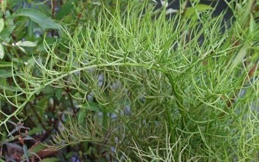 100+ Hình Ảnh Cây Gạc Nai 2026 Đẹp Nhất, Đầy Màu Sắc & Chất Lượng Cao 100+ Hình Ảnh Cây Gạc Nai 2026 Đẹp Nhất, Đầy Màu Sắc & Chất Lượng Cao