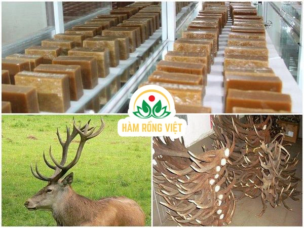 100+ Hình Ảnh Cây Gạc Nai 2026 Đẹp Nhất, Đầy Màu Sắc & Chất Lượng Cao 100+ Hình Ảnh Cây Gạc Nai 2026 Đẹp Nhất, Đầy Màu Sắc & Chất Lượng Cao