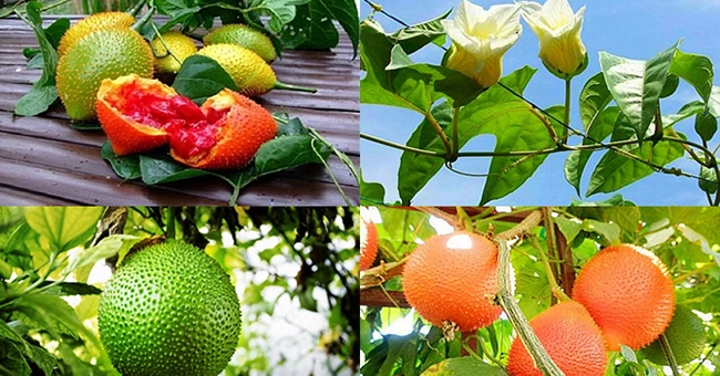 100+ Hình Ảnh Cây Gạc Nai 2026 Đẹp Nhất, Đầy Màu Sắc & Chất Lượng Cao 100+ Hình Ảnh Cây Gạc Nai 2026 Đẹp Nhất, Đầy Màu Sắc & Chất Lượng Cao