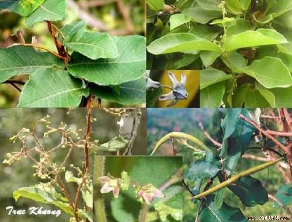 Hình Ảnh Cây Hà Thủ Ô Trắng: Nhận Dạng, Phân Biệt Và Công Dụng Cho Người Mới Bắt Đầu Hình Ảnh Cây Hà Thủ Ô Trắng: Nhận Dạng, Phân Biệt Và Công Dụng Cho Người Mới Bắt Đầu