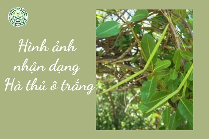 Hình Ảnh Cây Hà Thủ Ô Trắng: Nhận Dạng, Phân Biệt Và Công Dụng Cho Người Mới Bắt Đầu Hình Ảnh Cây Hà Thủ Ô Trắng: Nhận Dạng, Phân Biệt Và Công Dụng Cho Người Mới Bắt Đầu