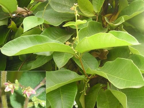 Hình Ảnh Cây Hà Thủ Ô Trắng: Nhận Dạng, Phân Biệt Và Công Dụng Cho Người Mới Bắt Đầu Hình Ảnh Cây Hà Thủ Ô Trắng: Nhận Dạng, Phân Biệt Và Công Dụng Cho Người Mới Bắt Đầu