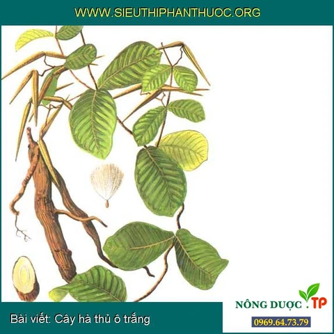 Hình Ảnh Cây Hà Thủ Ô Trắng: Nhận Dạng, Phân Biệt Và Công Dụng Cho Người Mới Bắt Đầu Hình Ảnh Cây Hà Thủ Ô Trắng: Nhận Dạng, Phân Biệt Và Công Dụng Cho Người Mới Bắt Đầu