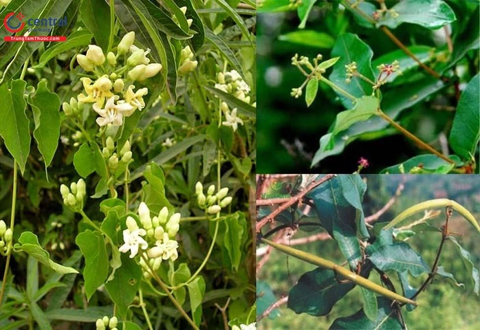 Hình Ảnh Cây Hà Thủ Ô Trắng: Nhận Dạng, Phân Biệt Và Công Dụng Cho Người Mới Bắt Đầu Hình Ảnh Cây Hà Thủ Ô Trắng: Nhận Dạng, Phân Biệt Và Công Dụng Cho Người Mới Bắt Đầu