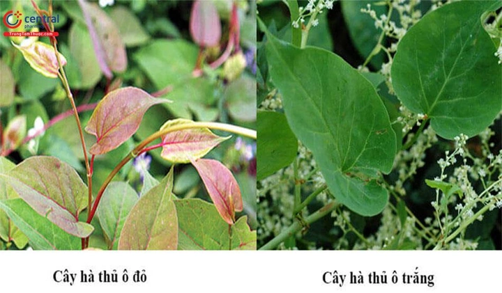 Hình Ảnh Cây Hà Thủ Ô Trắng: Nhận Dạng, Phân Biệt Và Công Dụng Cho Người Mới Bắt Đầu Hình Ảnh Cây Hà Thủ Ô Trắng: Nhận Dạng, Phân Biệt Và Công Dụng Cho Người Mới Bắt Đầu