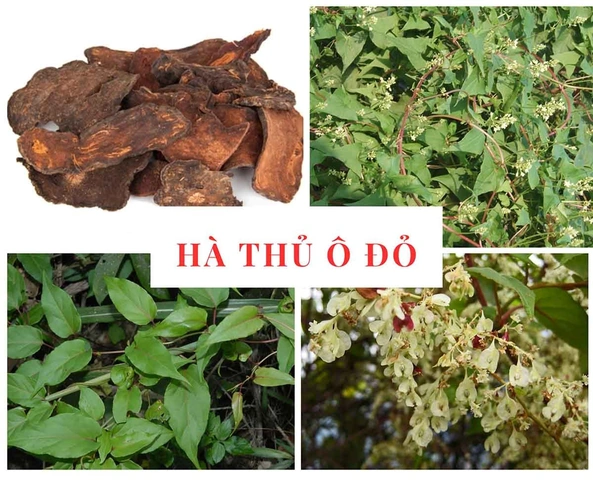 Hình Ảnh Cây Hà Thủ Ô Trắng: Nhận Dạng, Phân Biệt Và Công Dụng Cho Người Mới Bắt Đầu Hình Ảnh Cây Hà Thủ Ô Trắng: Nhận Dạng, Phân Biệt Và Công Dụng Cho Người Mới Bắt Đầu