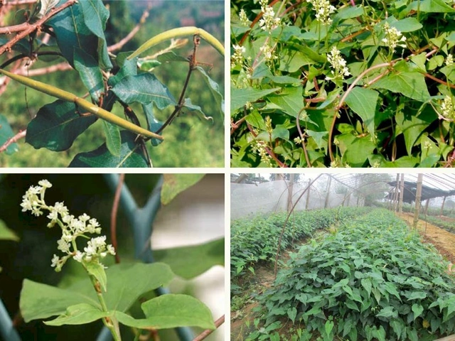 Hình Ảnh Cây Hà Thủ Ô Trắng: Nhận Dạng, Phân Biệt Và Công Dụng Cho Người Mới Bắt Đầu Hình Ảnh Cây Hà Thủ Ô Trắng: Nhận Dạng, Phân Biệt Và Công Dụng Cho Người Mới Bắt Đầu