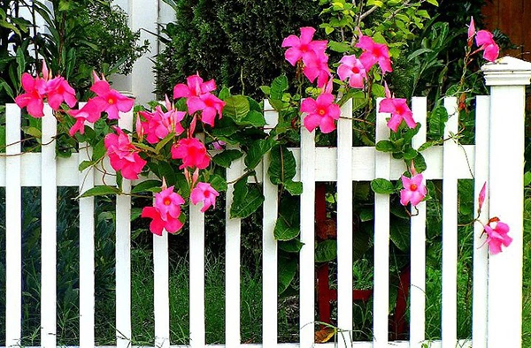 100+ Hình Ảnh Cây Hoa Hồng Rừng Đẹp Nhất 2026, Độ Phân Giải Cao 100+ Hình Ảnh Cây Hoa Hồng Rừng Đẹp Nhất 2026, Độ Phân Giải Cao