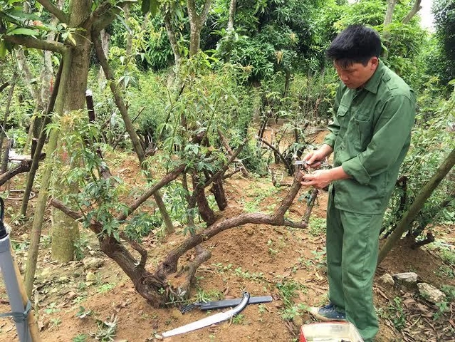 100+ Hình Ảnh Cây Hoa Hồng Rừng Đẹp Nhất 2026, Độ Phân Giải Cao 100+ Hình Ảnh Cây Hoa Hồng Rừng Đẹp Nhất 2026, Độ Phân Giải Cao